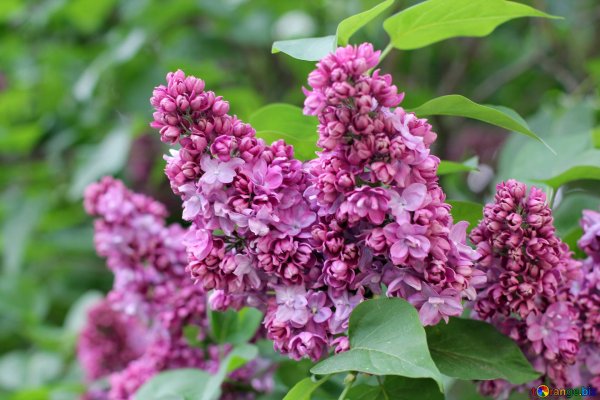 Сирень Сибирская