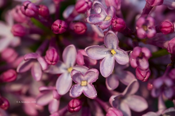 Сирень макро