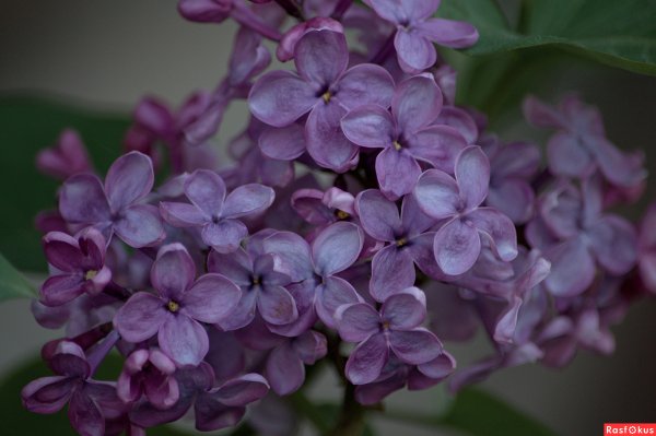 Сирень (Syringa) срезка