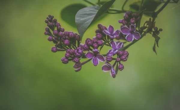 Сирень обои