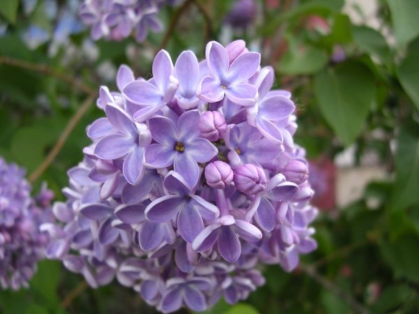 Сирень Генри Мартин