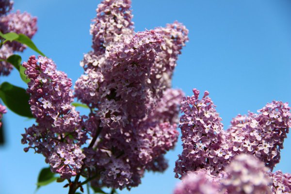 Веточка сирени