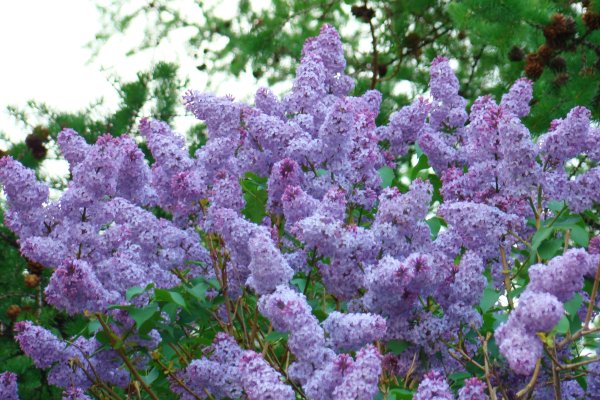 Сирень Дальневосточная