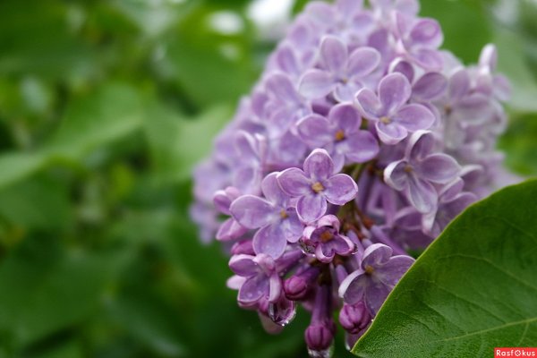 Сирень Макросъемка фото