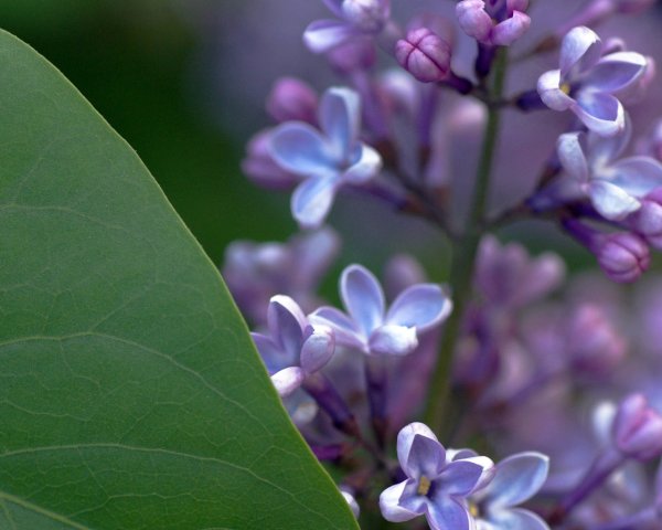 Весна сирень на рабочий стол