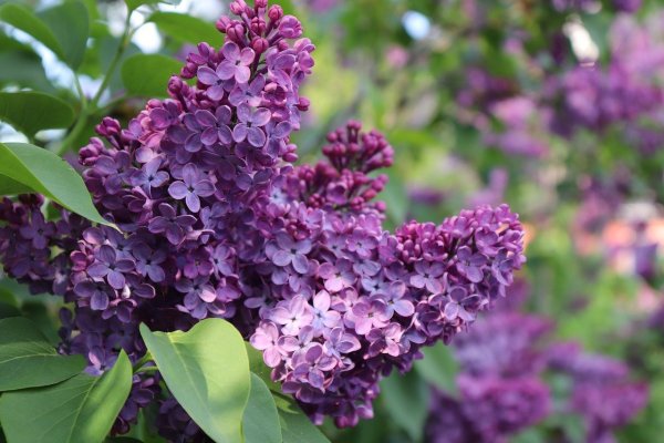 Сирень Людвиг Шпет