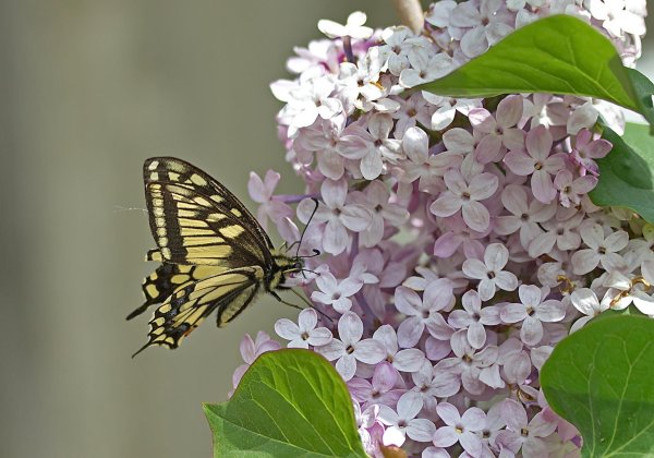 Сирень и бабочки