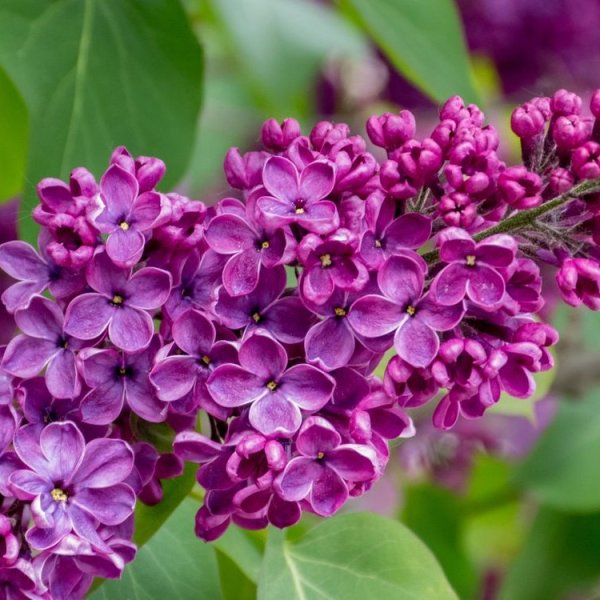 Сирень обои