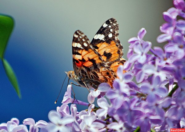 Сирень мотыльки
