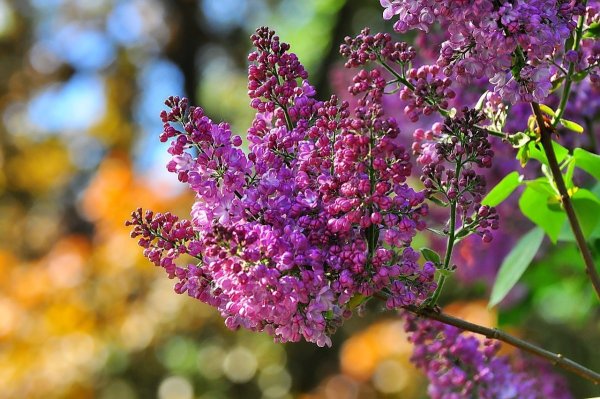 Сирень Садовая желтая