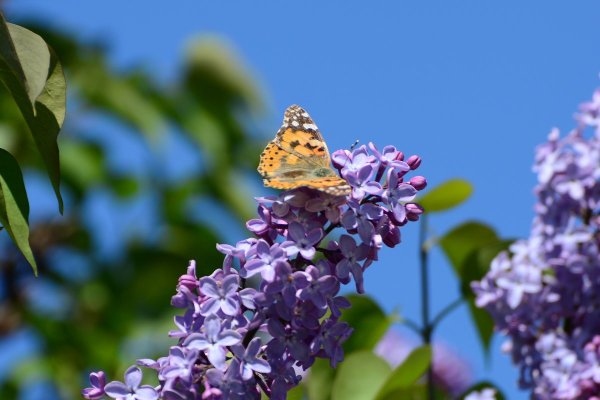 Сирень и бабочки