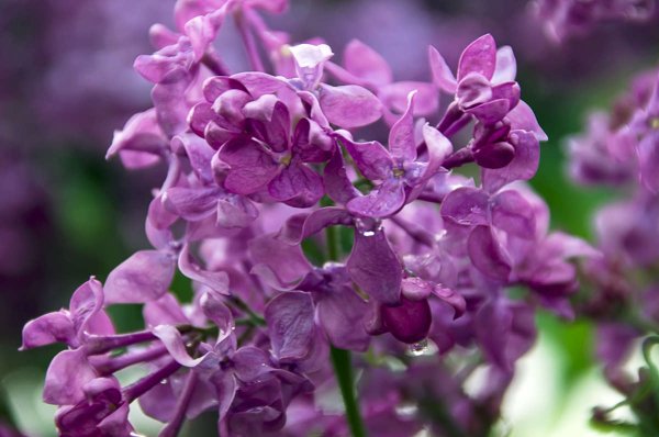 Сиренеголовый сирень