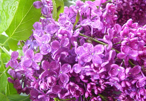 Сирена и сирень