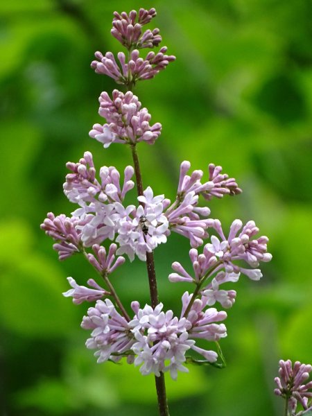 Сирень Вечерний звон фото