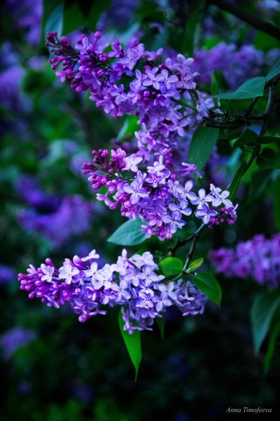 Сирень Мейера