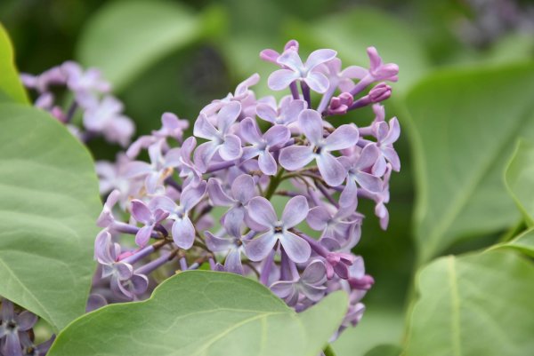 Цветок домашняя сирень