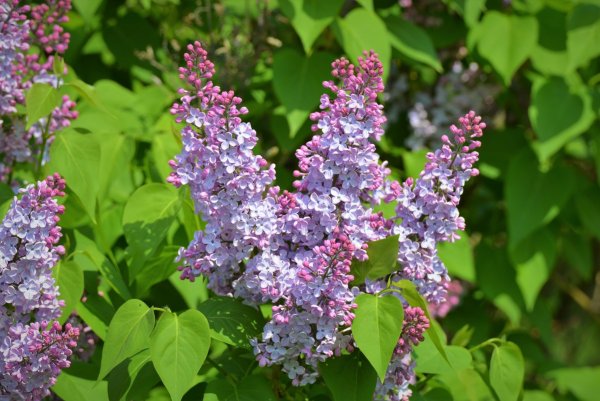 Сирень Константин Заслонов