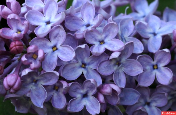 Сиренеголовый сирень