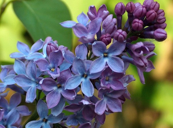 Сирень растение