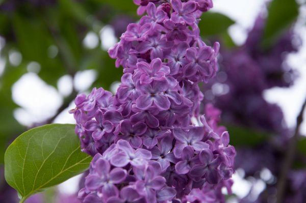 Сирень Белисент