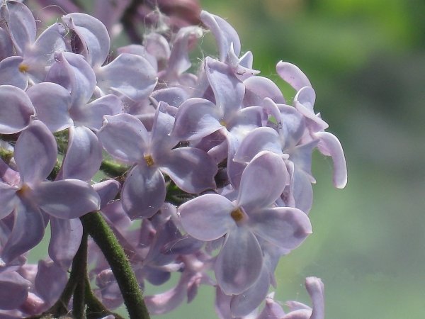 Сирень растения с соцветием