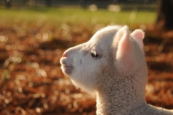 Картинки овечка (44 фото)