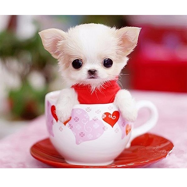 Миленькие собачки