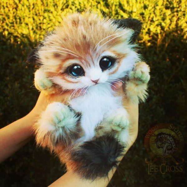 Ежик и котенок