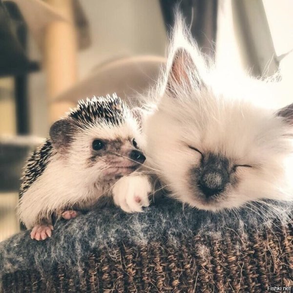 Милые пушистики