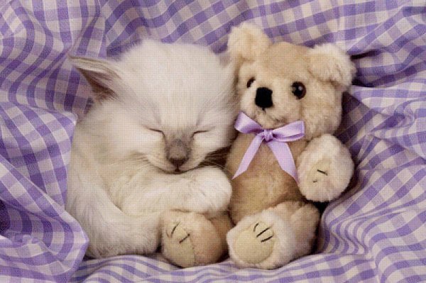 Милые домашние питомцы