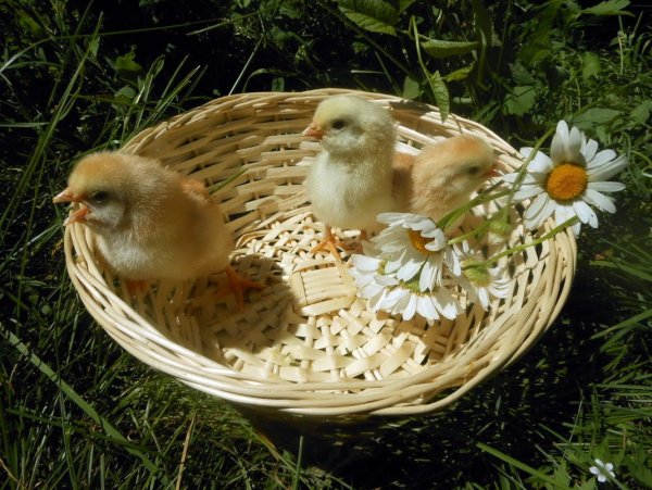 Корзина с цыплятами