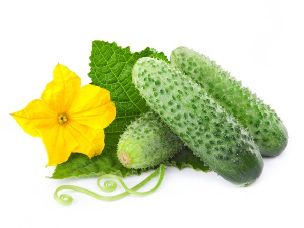 Огурец Щеголь f1