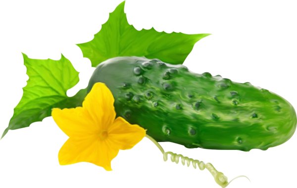 Овощи огурец