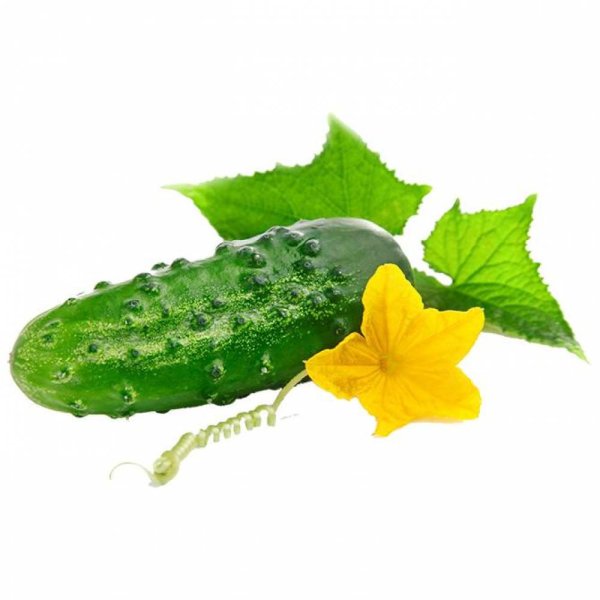 Огурец на белом фоне