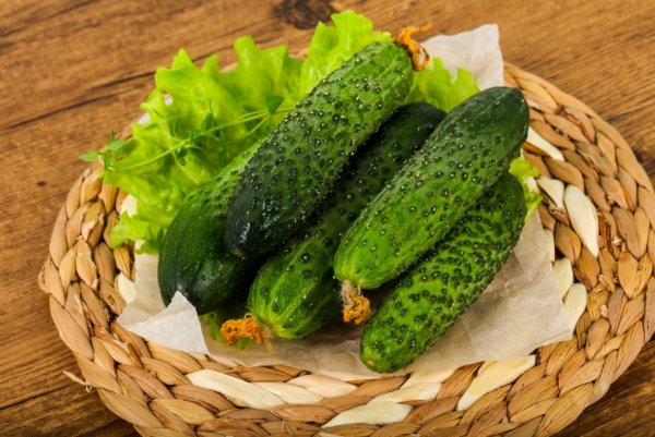 Сорт огурцов Изид