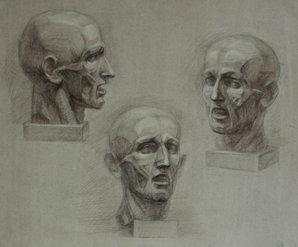 Череп Экорше Академический