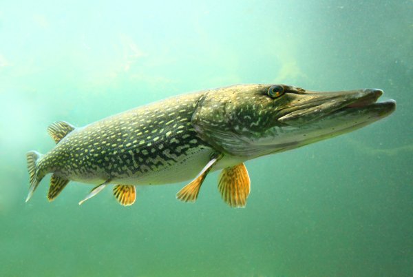 Обыкновенная щука (Esox Lucius)