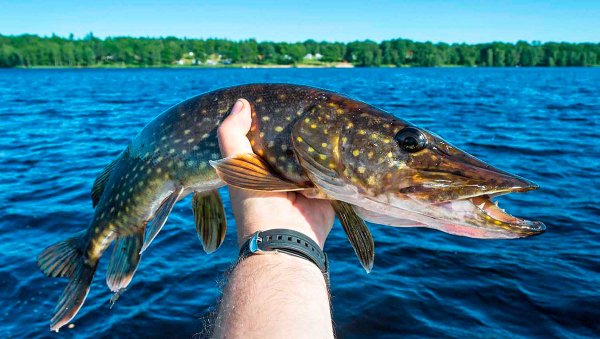 Обыкновенная щука (Esox Lucius)