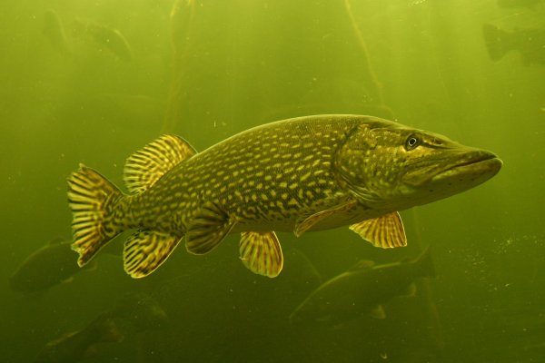 Обыкновенная щука (Esox Lucius)
