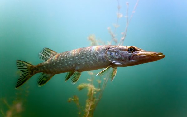 Вид обыкновенная щука - Esox Lucius