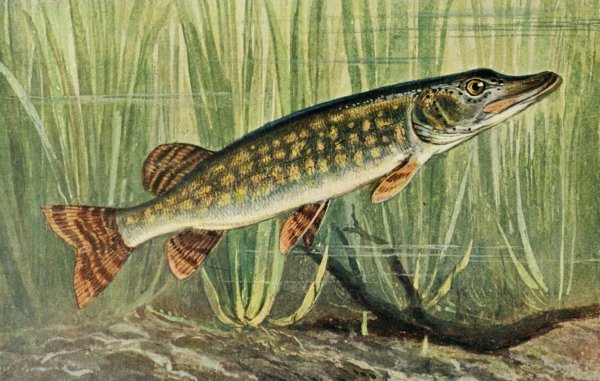 Esox Lucius — обыкновенная щука систематика