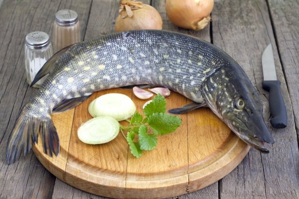 Нарисовать щуку красками