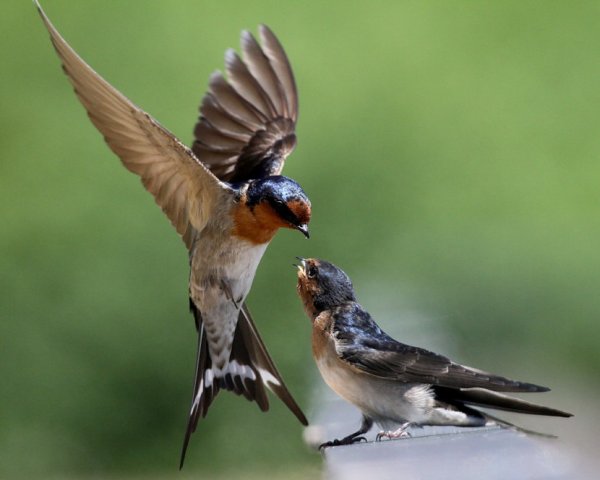 Ласточка фото птицы