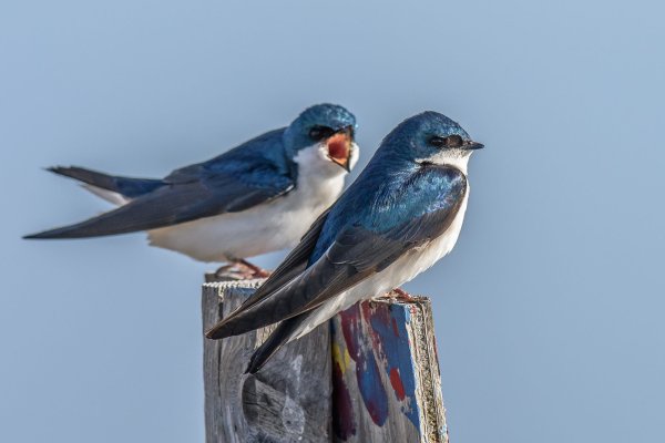 Древесная американская Ласточка