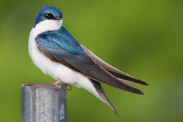 Насекомоядные птицы Ласточка