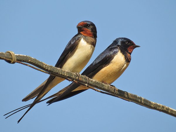 Ласточка Перелетная птица