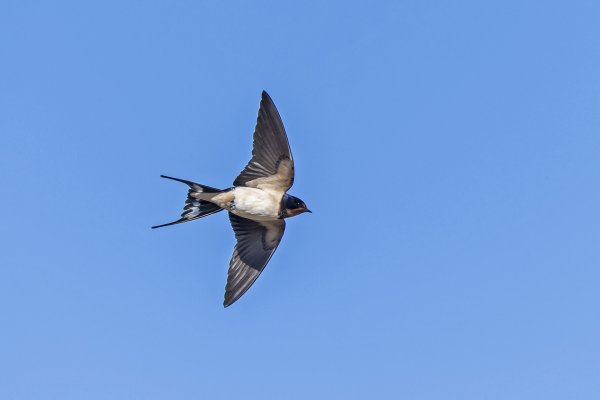 Городская Ласточка в полете