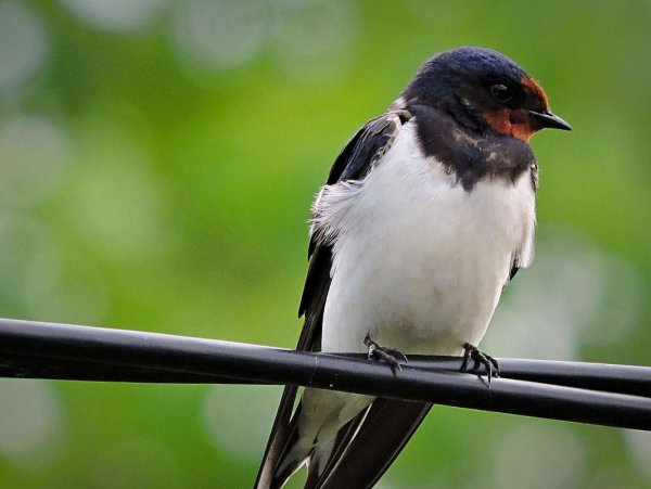 Ласточка фото