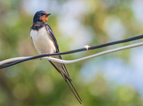 Деревенская Ласточка (Ласточка-Касатка)