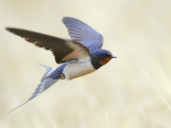Птица сбоку